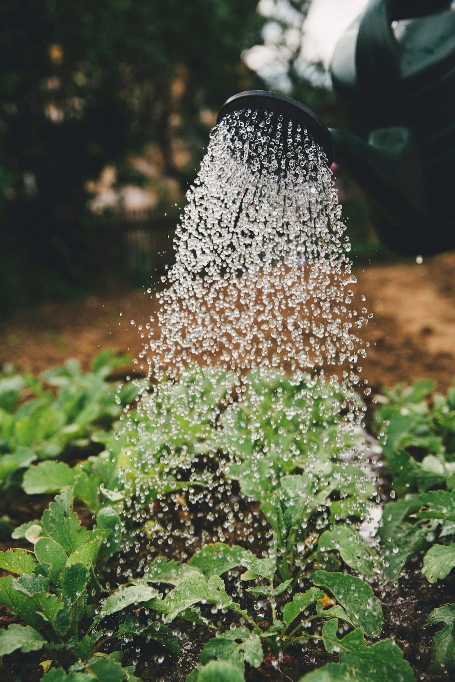 Benefícios da Assinatura para Agricultores
