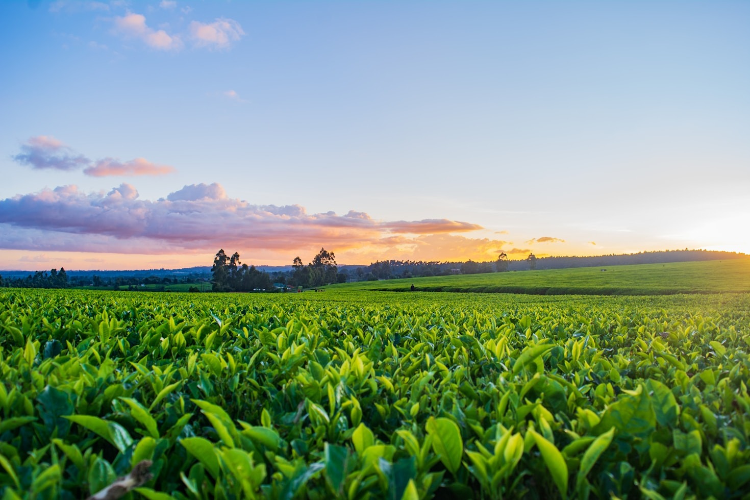 Histórias de Sucesso na Agricultura Familiar